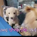 펍스타 이미지