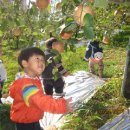 영윤농장 이미지