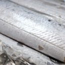 제주은갈치 이미지