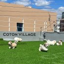 코튼빌리지 부산본점 이미지