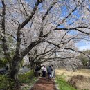 탄동천-1(유성-80) | [ 대전 유성 ] 탄동천숲향기길 (대전 벚꽃, 화폐박물관)