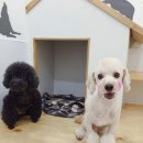 별난동물병원 이미지