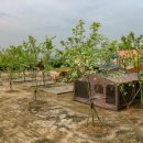 백산금빛캠프장 이미지