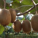 다래촌영농조합법인 이미지