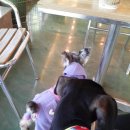 마오네애견카페 이미지