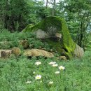 꽃신 구절초 이미지