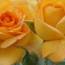 수원-0793 이미지