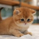 강남 고양이 분양 냥블리 이미지