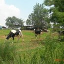 비봉목장 이미지