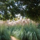 성지연꽃길 | 서해 태안 여행 10월 가을여행지로 제격인 팜파스와 핑크뮬리 청산수목원과 네이처월드 빛축제 별빛정원...