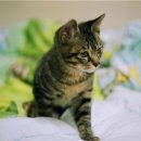 회기시장 이미지