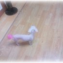 개님은 털빨 이미지