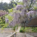 등나무민박 이미지