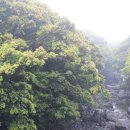 제주 도순리 녹나무 자생지 이미지