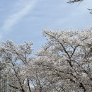 대구 아이와가볼만한곳 실시간 벚꽃 아르떼수성랜드 하늘자전거 후기 25.03.29 촬영