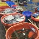 고려보양원 | 부전시장 장어즙 양산민물보양원, 어머니 건강을 되찾아준 소중한 선물