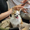 지내 1통2통 경로당 | 울애기쌩쌩 강아지 영양제 후기 ㅡ내 돈 내산^^