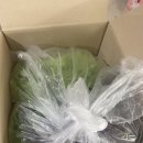쌈마트 | 정진농장 유러피안 쌈채소 맛본 후기 모듬쌈 맛집