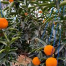 레드향 민박 이미지