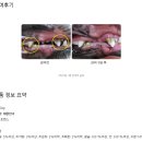 야옹아멍멍해봐 장유점 이미지