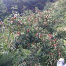 용헌농장. 이미지