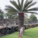 한라마테우리 이미지