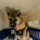 뭉치켄넬 이미지