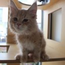 러블리메인쿤 이미지