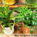 데코플라워 이미지
