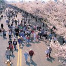 여의도 벚꽃축제... 이미지