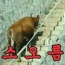 우리무지개 이미지