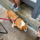 민선농장 | [홍콩🇭🇰] 객식구 유리의 홍콩 여행기(인생 첫 디즈니랜드)