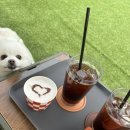봄날의 강아지 네이버블로그