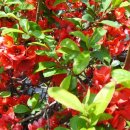 부안사슴농장 이미지