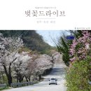로하스 해피로드 | 🌸 대전 대청호 벚꽃축제길 실시간 후기 + 드라이브 데이트 코스 총정리 (2026)