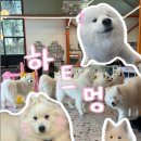 멍브라더 애견카페 | 천안아산 청당동 사모예드 천국 애견카페 하트멍, 내돈내산 솔직 방문 후기