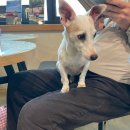 복정제5공영주차장 | 반도그카페 성남 복정 애견카페