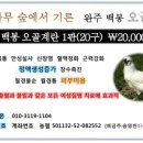 [전북 완주]백봉오골계 종란 분양합니다. 이미지