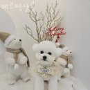 베르펫살롱 이미지