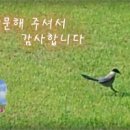 하늘타리민박