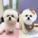 까까뿌숑 이미지