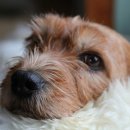 아이케어 동물병원 이미지