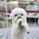 플레이독 이미지