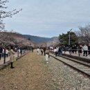 2025 진해 군항제 벚꽃명소 경화역 실시간 벚꽃 현황 주차 후기