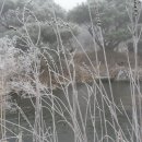 안개꽃정원