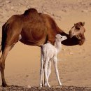 세계의 명소와 풍물 55 - 인도, 푸 쉬르(Pushkar) 낙타 축제... 이미지