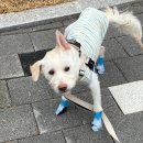 신발신은 강아지 | 강아지 봄 산책 준비! 쿠팡 로켓배송으로 하루 만에 완성한 내돈내산 강아지 의류(옷, 신발) 구입후기