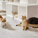 뿡뿡애견호텔 | 고양이 방귀 냄새 심한 이유 소화불량?