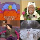 하일할머니 | 고양이와 나 공통점🐱