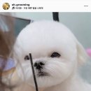 웰니스펫뷰티 이미지